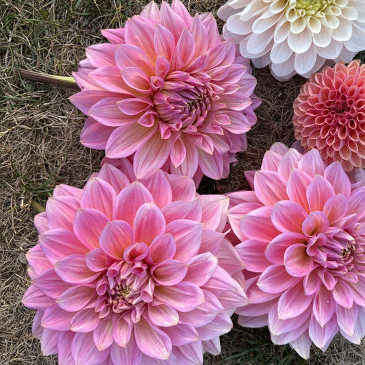 Cameo Peach Dahlia