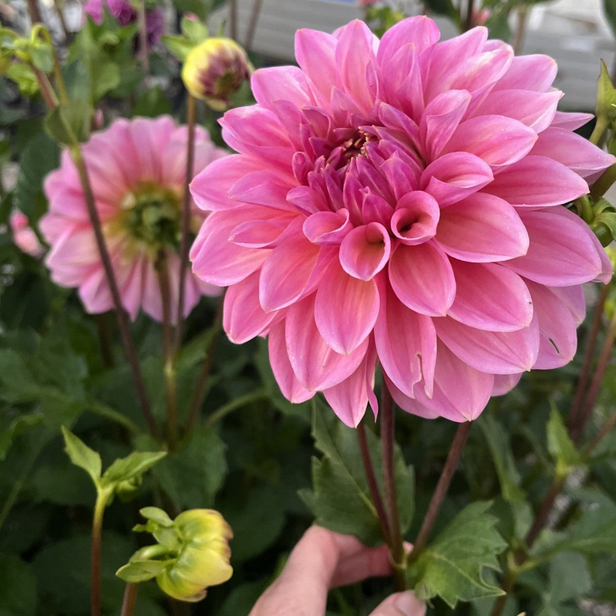 Cameo Peach Dahlia