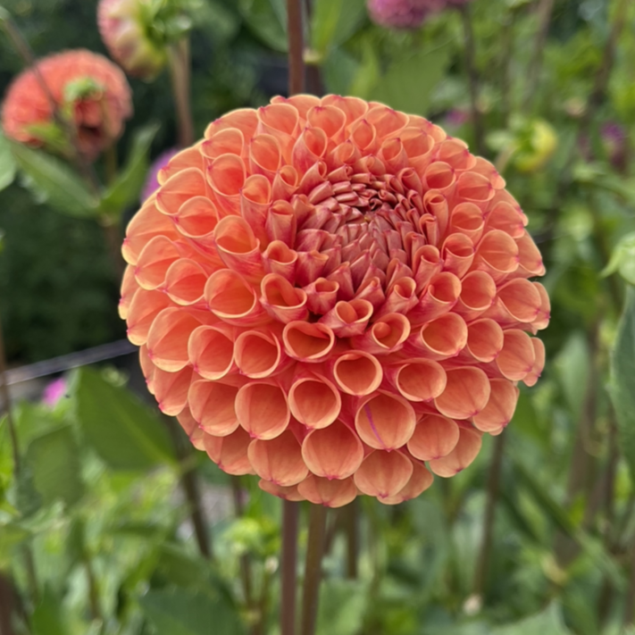 Cornel Bronze Dahlia