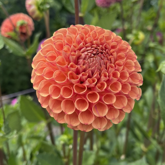 Cornel Bronze Dahlia