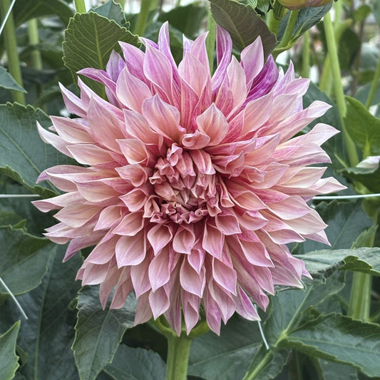Cafe De Paris Dahlia