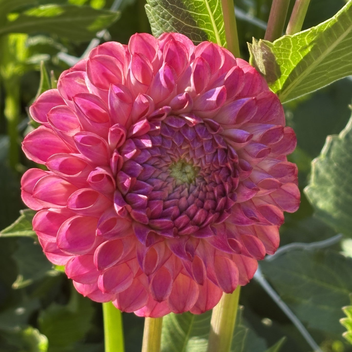 Caitlin's Joy Dahlia