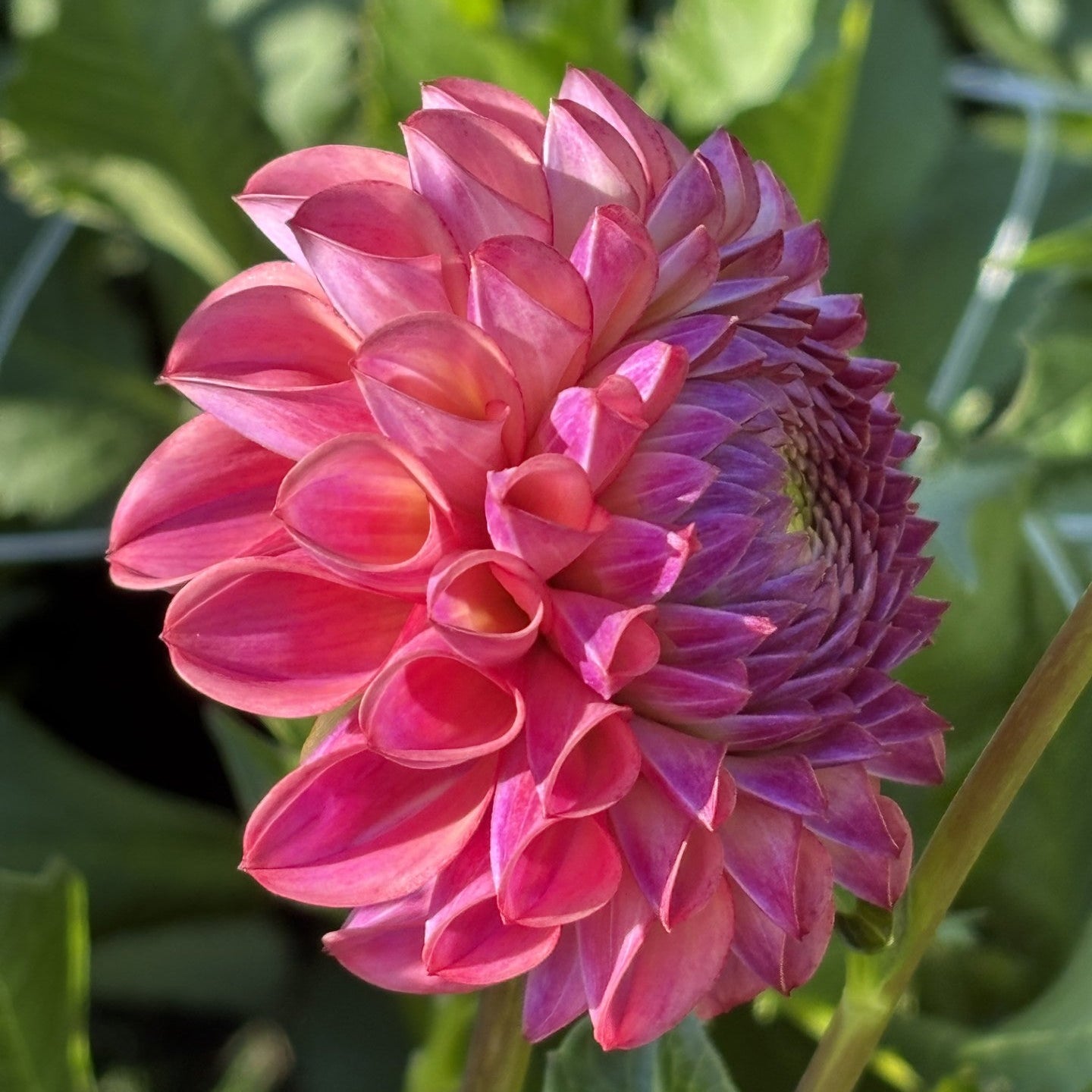 Caitlin's Joy Dahlia