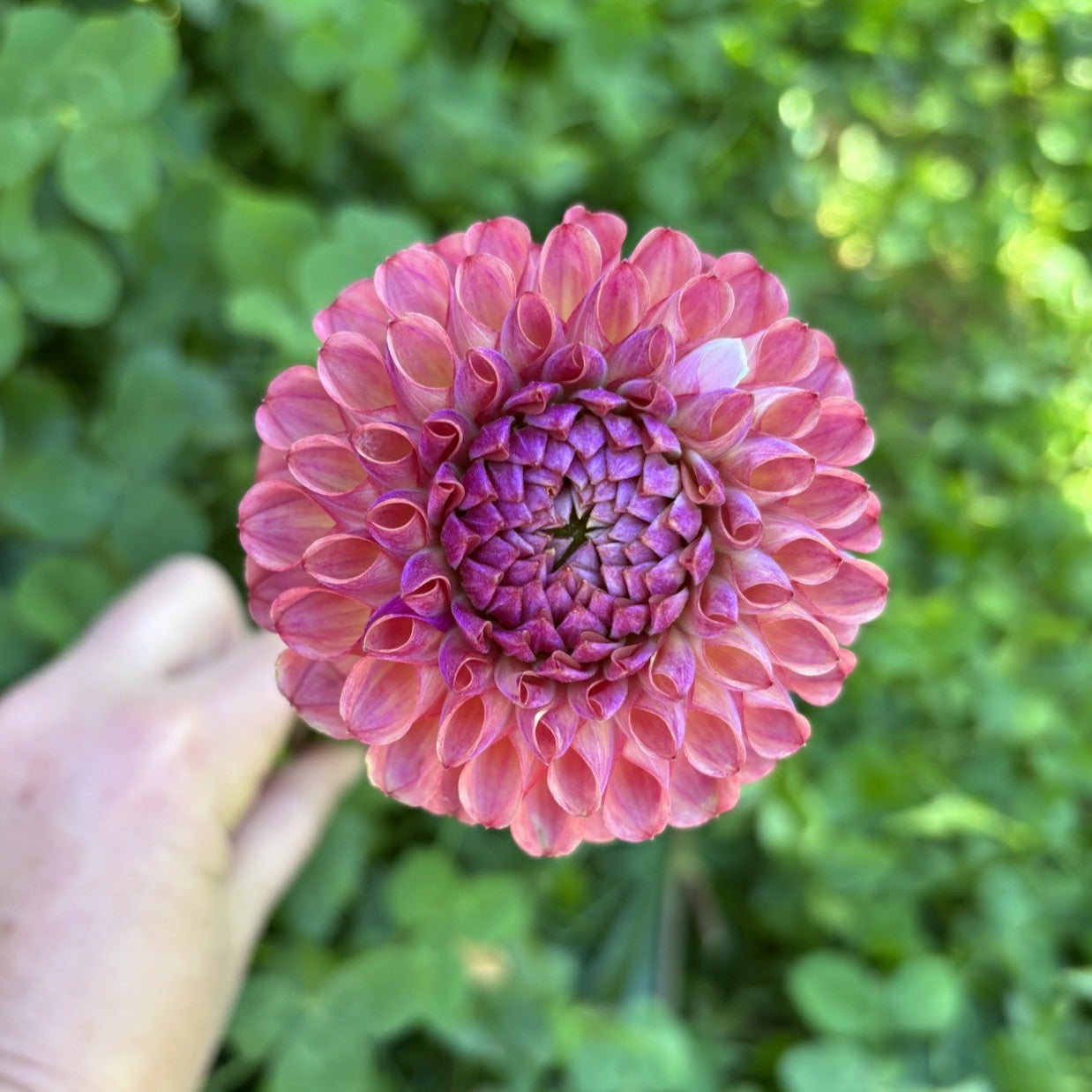 Caitlin's Joy Dahlia