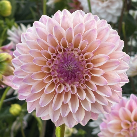 Coralie Dahlia