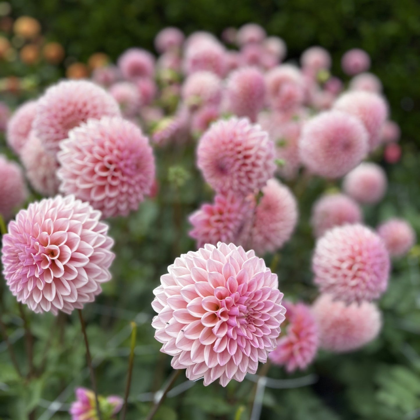 Coralie Dahlia