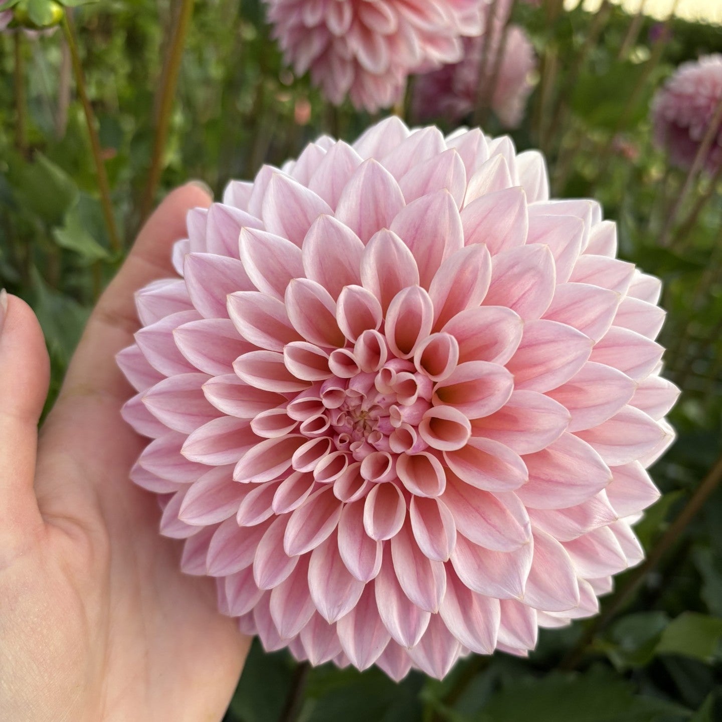 Coralie Dahlia