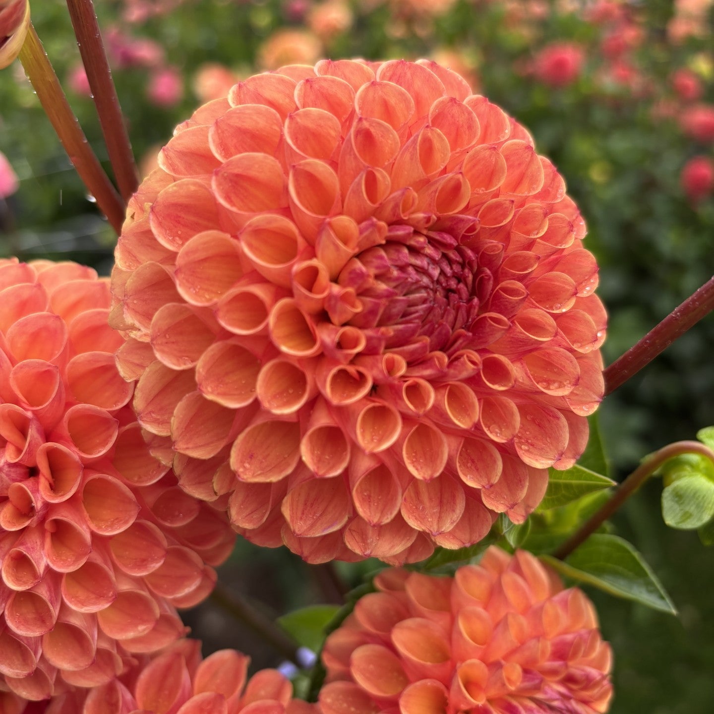 Cornel Bronze Dahlia
