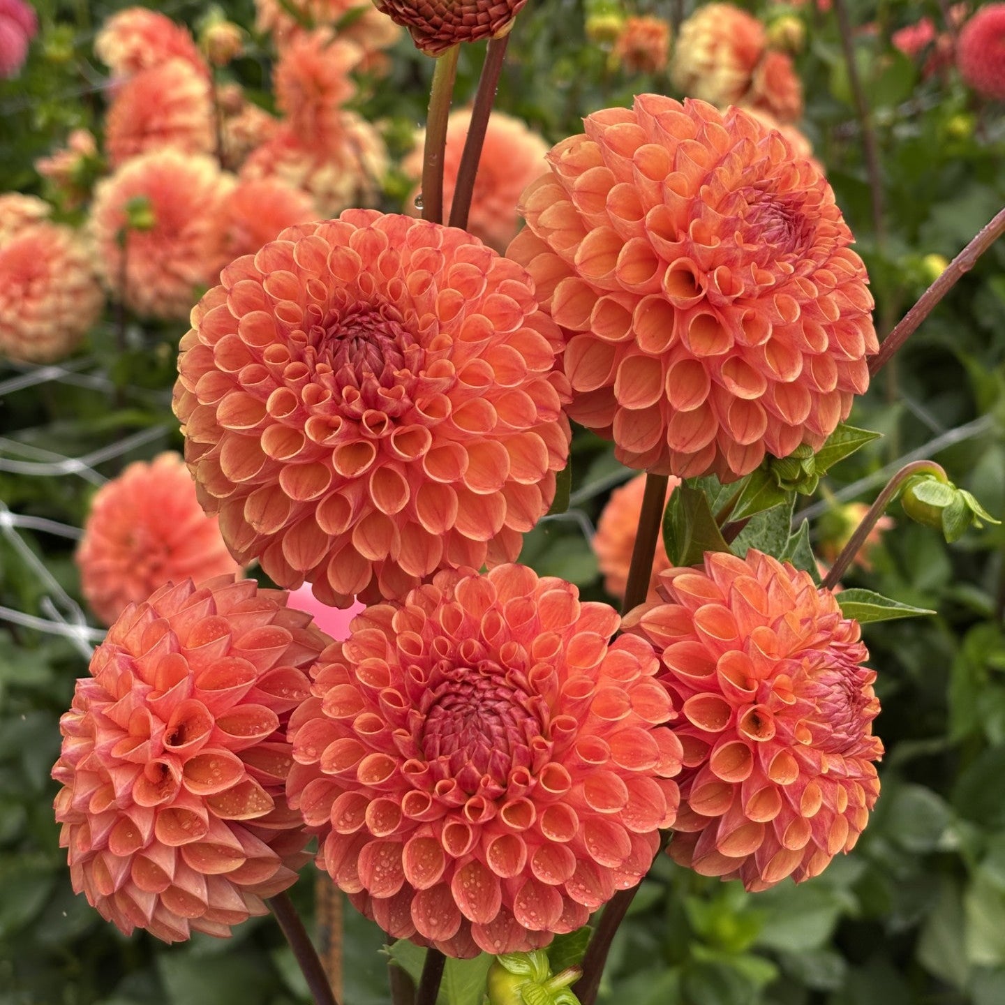 Cornel Bronze Dahlia