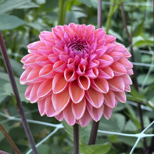 Daisy Duke Dahlia