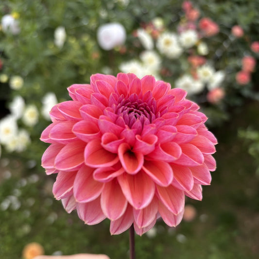 Daisy Duke Dahlia