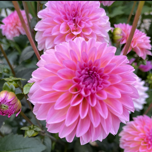 Esli Dahlia