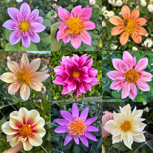Booker Blooms Collarette Dahlia Seeds