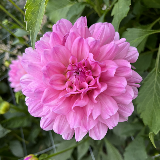 Garden Sensation Dahlia