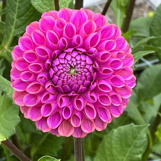 Isabel Dahlia
