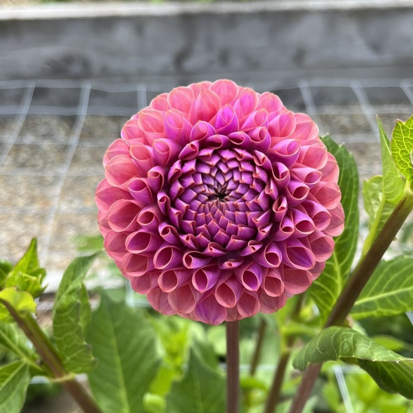 Isabel Dahlia
