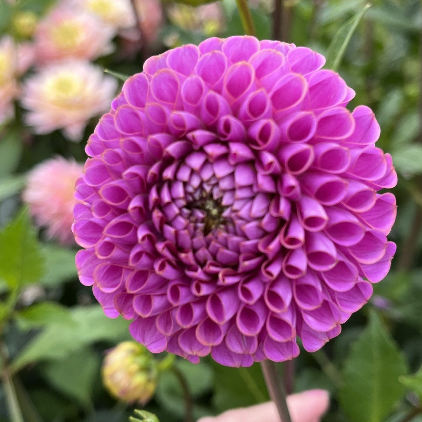 Isabel Dahlia