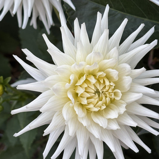 My Love Dahlia