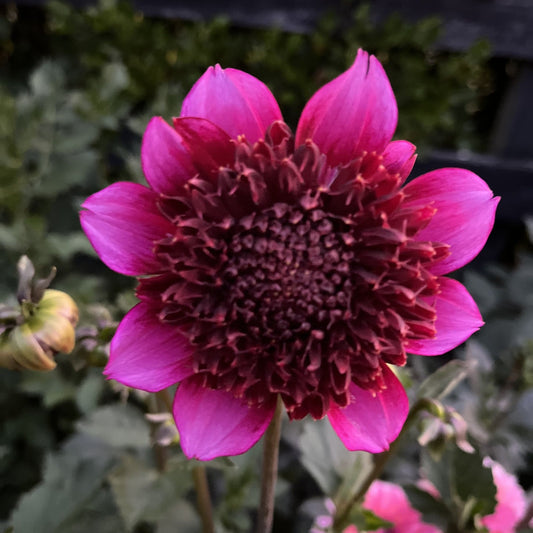 Phantom Dahlia