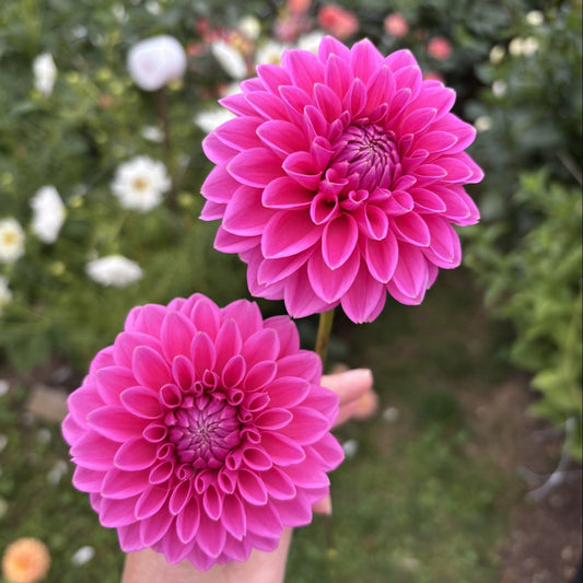 Pink Sylvia Dahlia