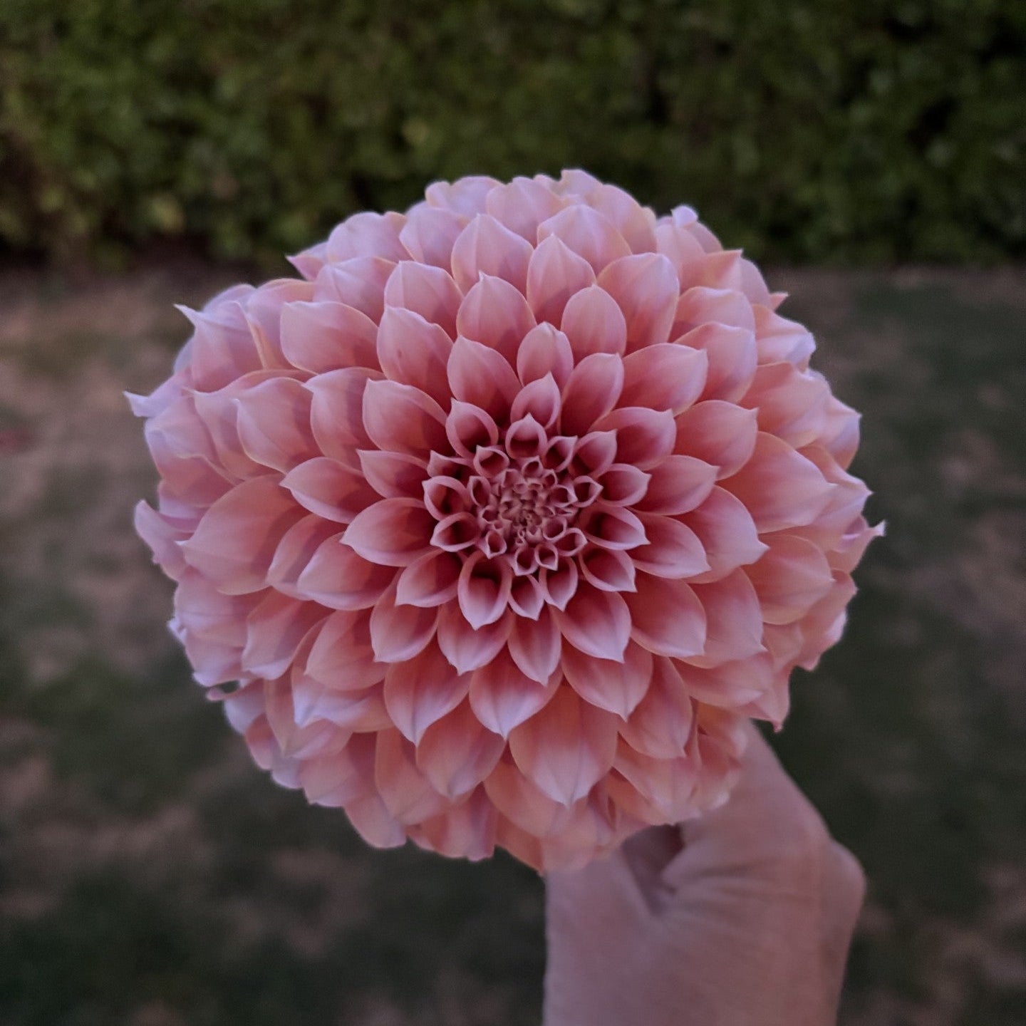 Peaches n Cream Dahlia