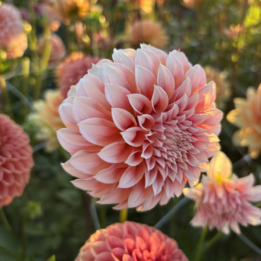 Peaches n Cream Dahlia