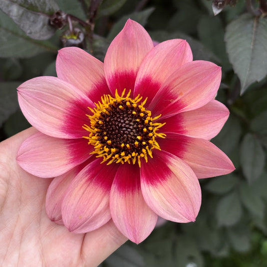 Protegee Dahlia