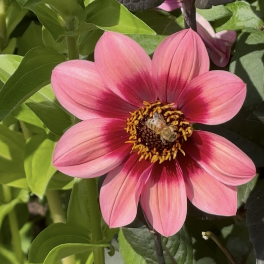 Protegee Dahlia