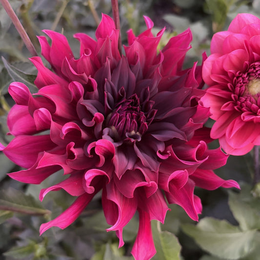 Rip City Dahlia