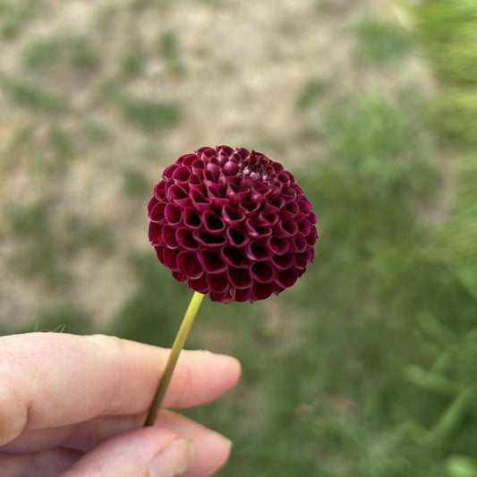Rocco Dahlia