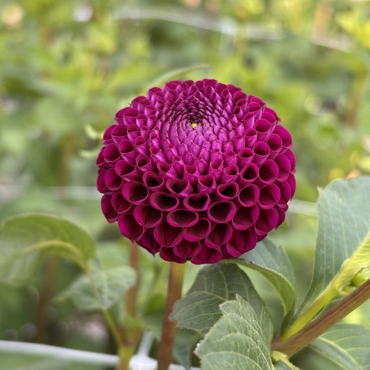 Rocco Dahlia