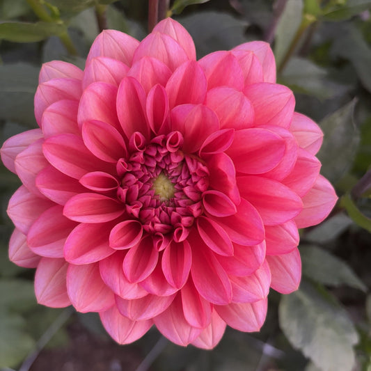 Salmon Runner Dahlia