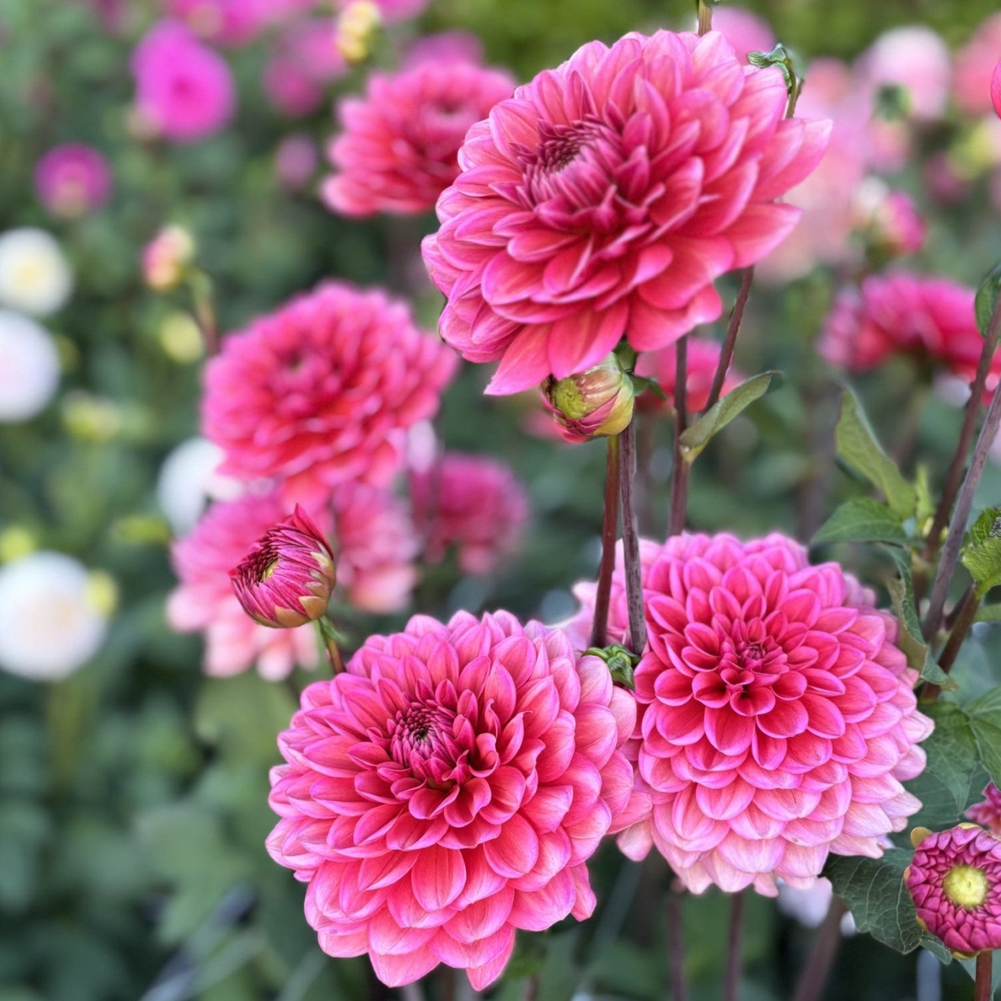 Salmon Runner Dahlia