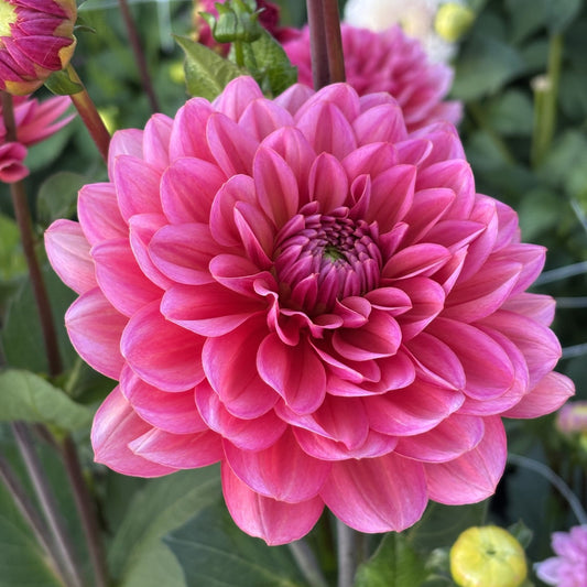 Salmon Runner Dahlia
