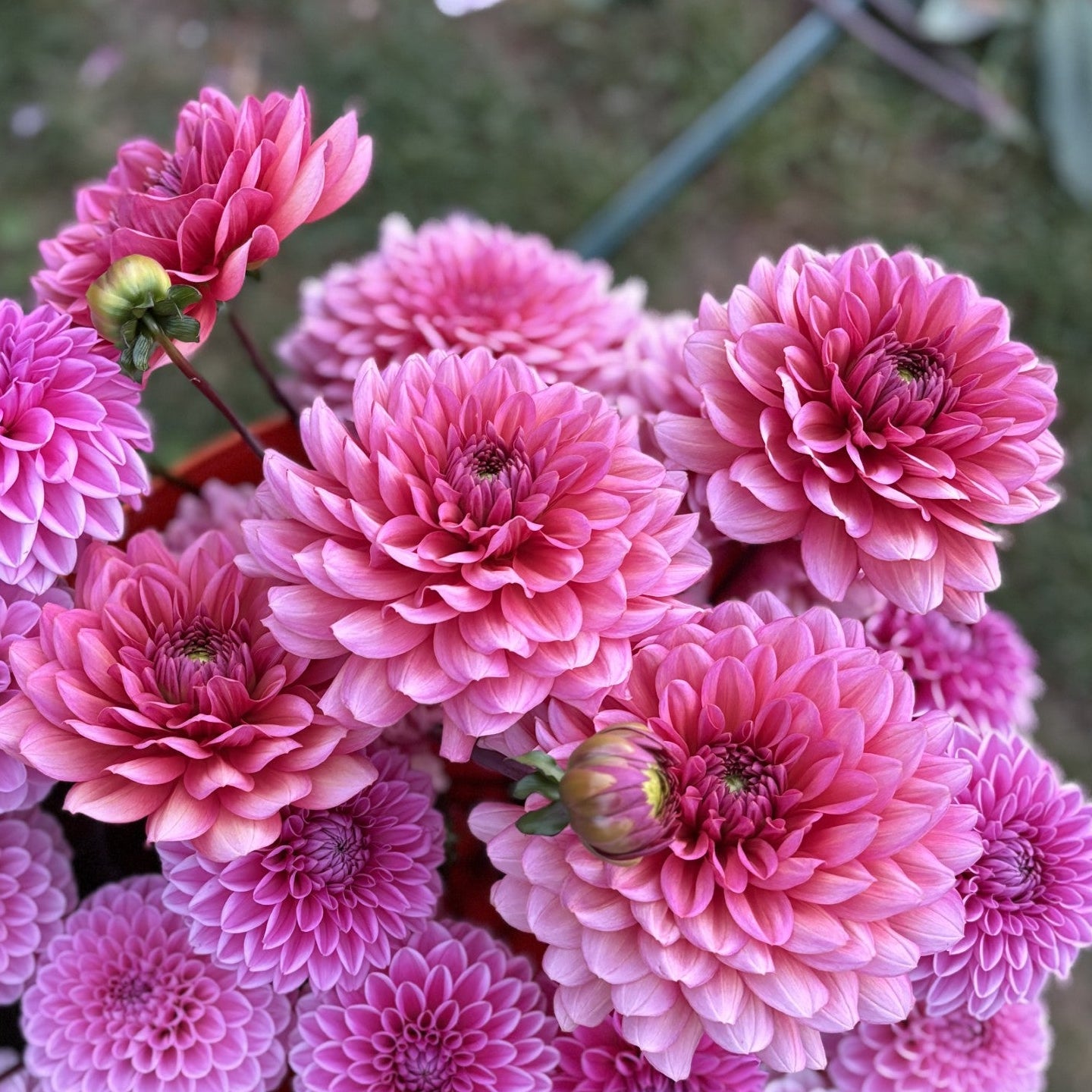 Salmon Runner Dahlia