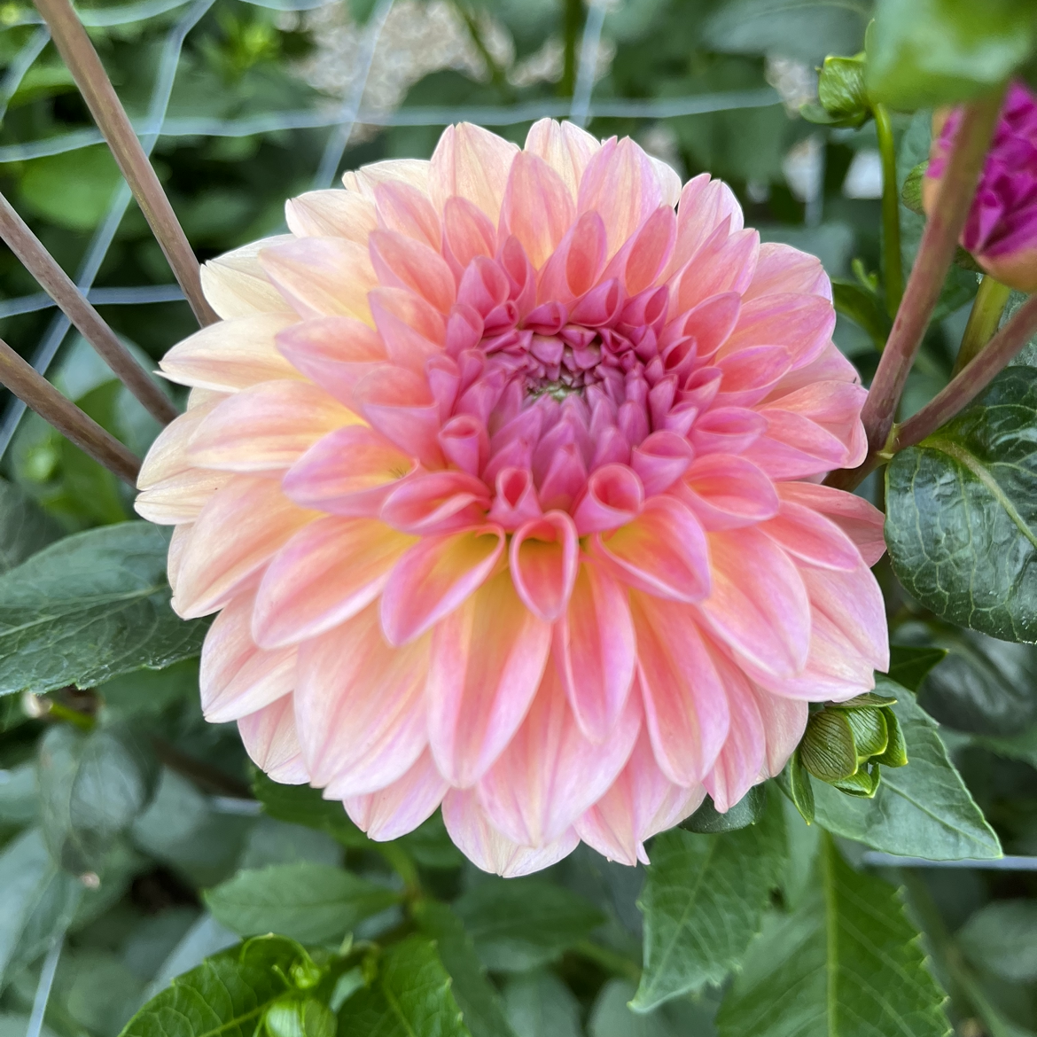 Sebastian Dahlia