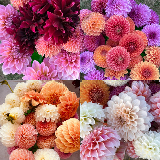 Booker Blooms Ball and Decorative Dahlia Seeds