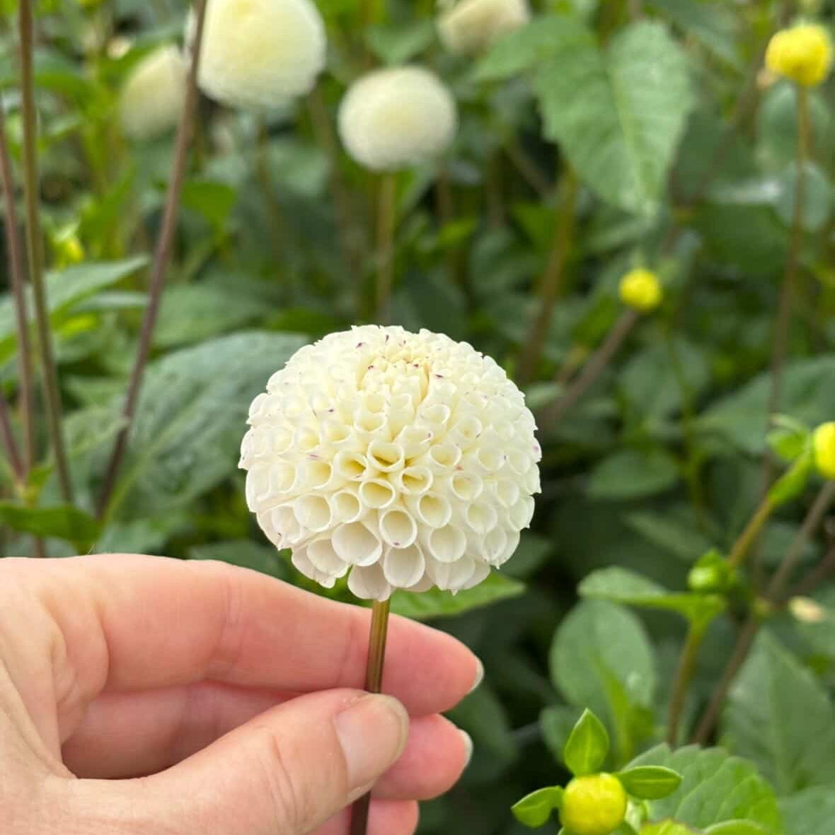 Small World
