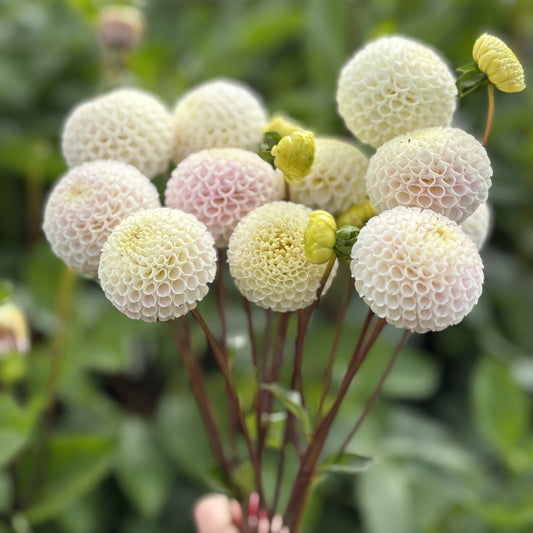 Booker Blooms 2026 Pompon Dahlia Seeds
