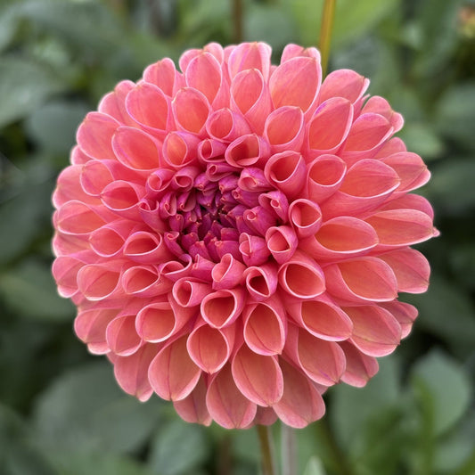 Snoho Jojo Dahlia