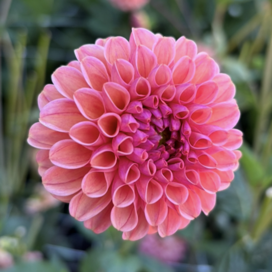 Snoho Jojo Dahlia