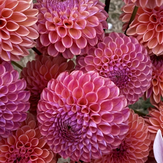Caitlin's Joy Dahlia