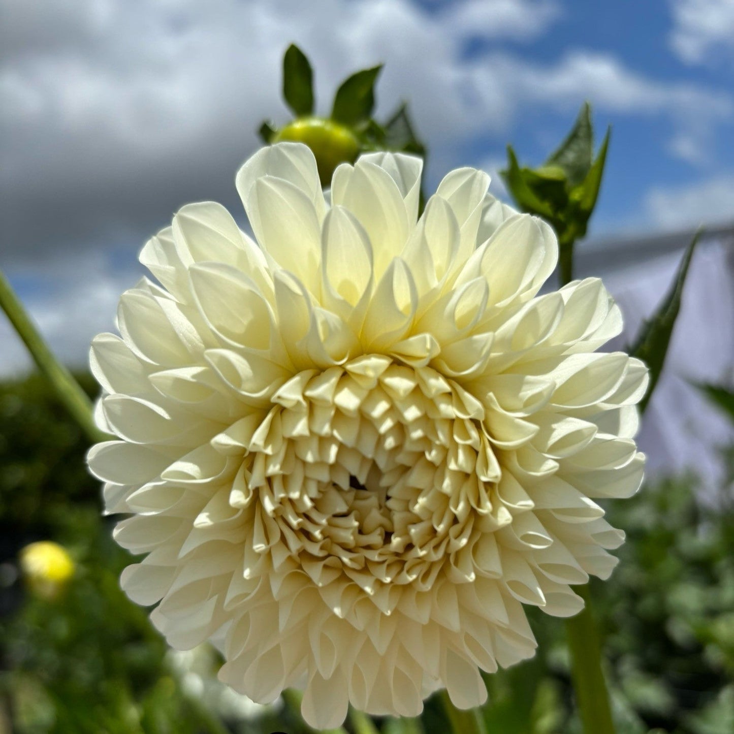 Snowcap Dahlia