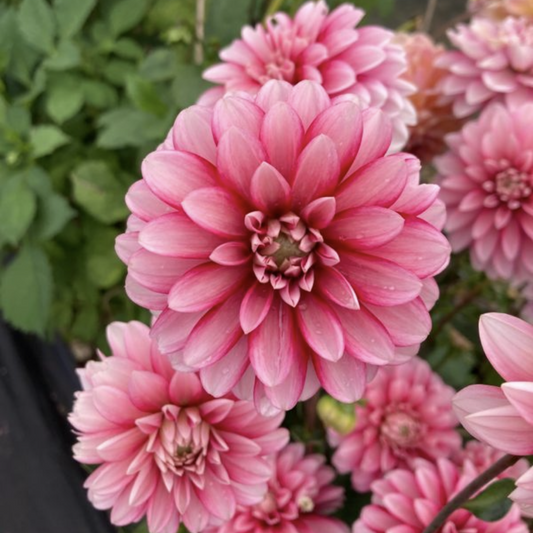 Strawberry Cream Dahlia