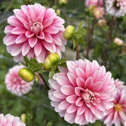 Strawberry Cream Dahlia
