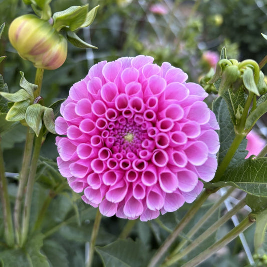 Stolze Von Berlin Dahlia