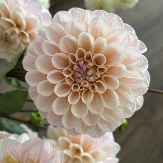 Sweet Nathalie Dahlia