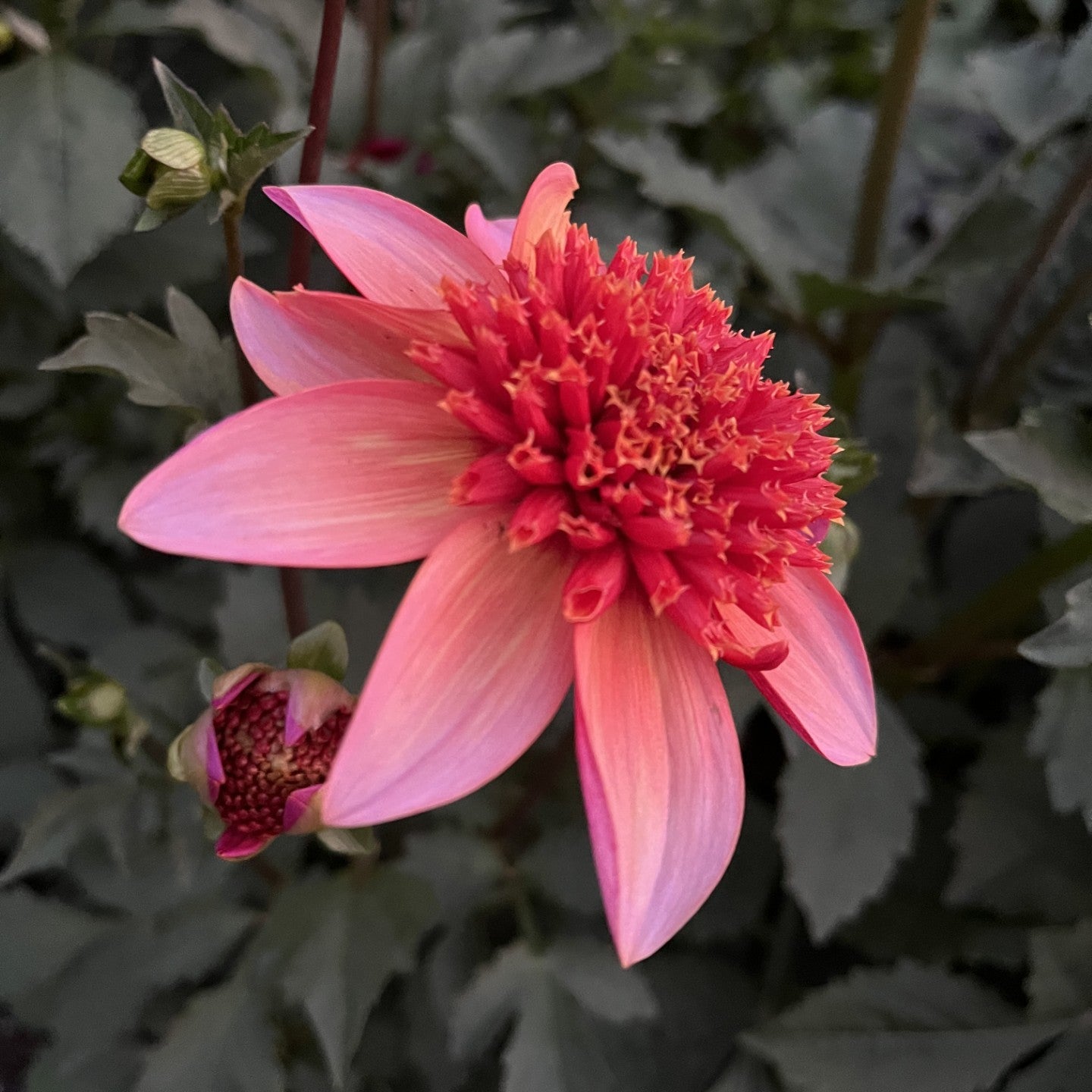 Totally Tangerine Dahlia