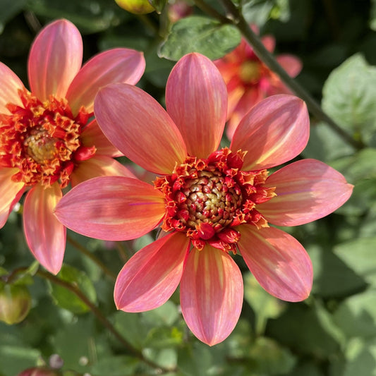 Totally Tangerine Dahlia
