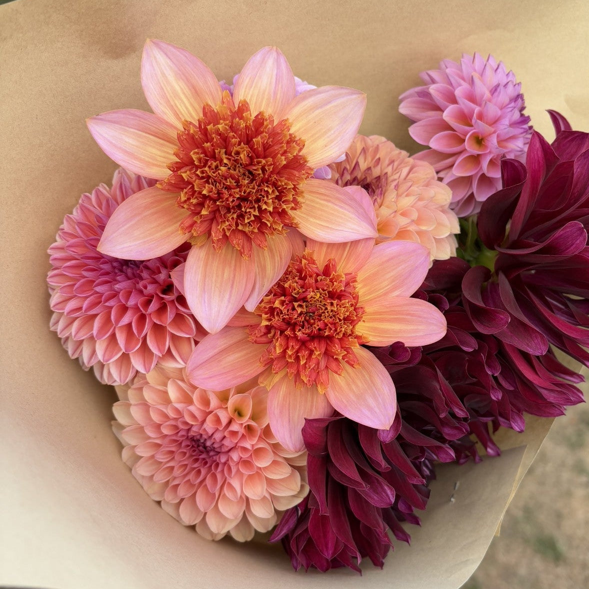 Totally Tangerine Dahlia